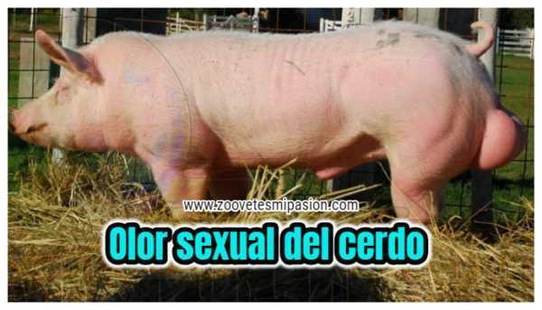 Hvordan fjerne svinekjøttlukt fra kjøtt –