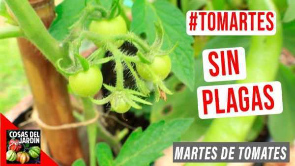 Hvordan lage ly for en tomat -
