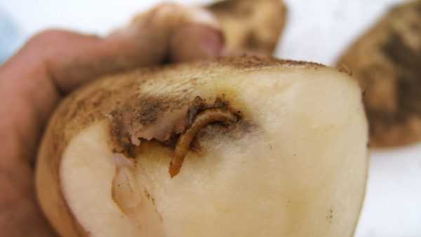 Hvordan håndtere trådorm i poteter -