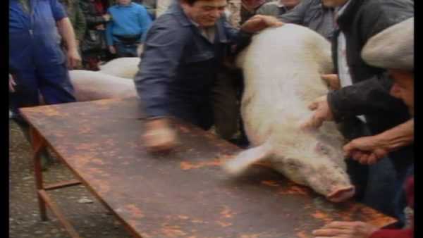 Hvordan drepe en gris -