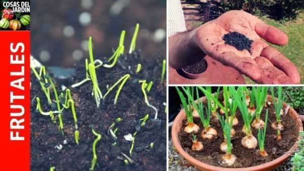 Hvordan plante løksett for vinteren -