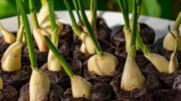Hvordan plante og dyrke hvitløk -