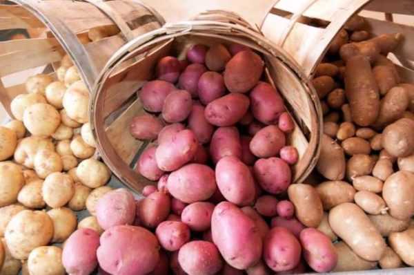 Temperaturforhold for oppbevaring av poteter om vinteren –