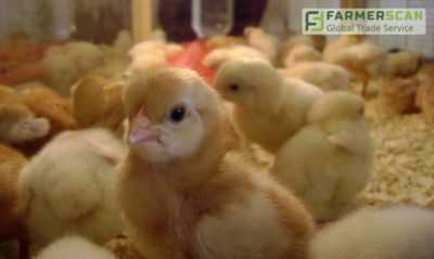 Kyllingavl i landet for nybegynnere -