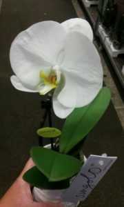 Singolo orkidepleie -