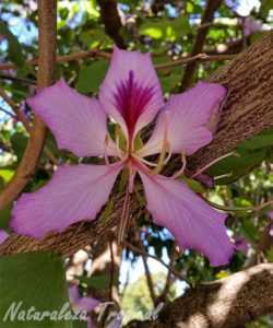 dyrking av Bauchinia orkideer -
