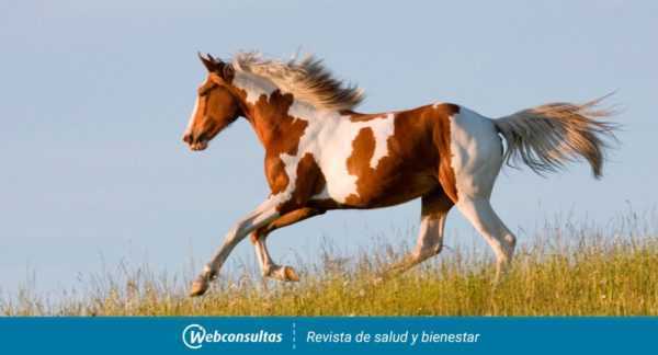 Beskrivelse av Rista russiske hester -
