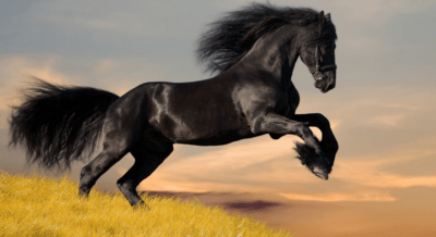 Beskrivelse av hester av Savraza-rasen -