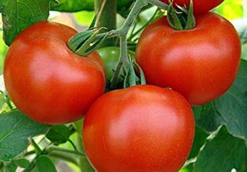Beskrivelse av Andromeda tomat -