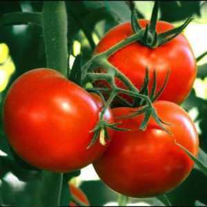 Beskrivelse av tomat Boni-MM -