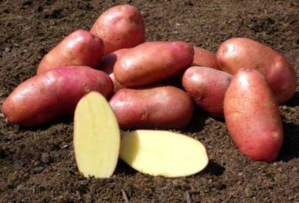 Beskrivelse av potetsorter for Black Earth –