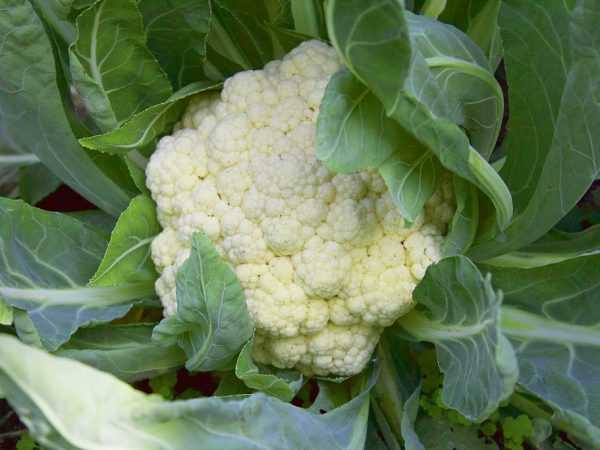 Cabbage Express beskrivelse -