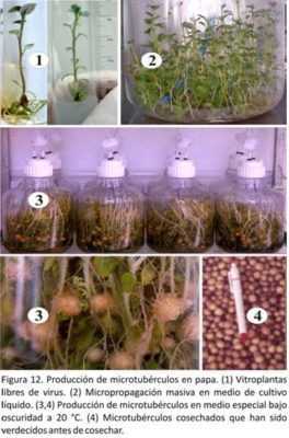 Metoden for å plante potetfrøplanter -