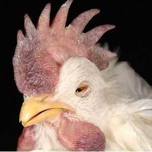 Newcastle sykdom hos kyllinger -