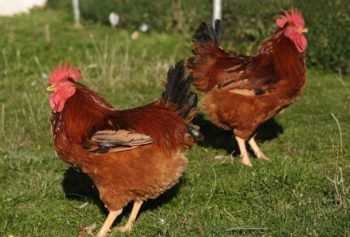 Listen over kjøttraser av kyllinger. -
