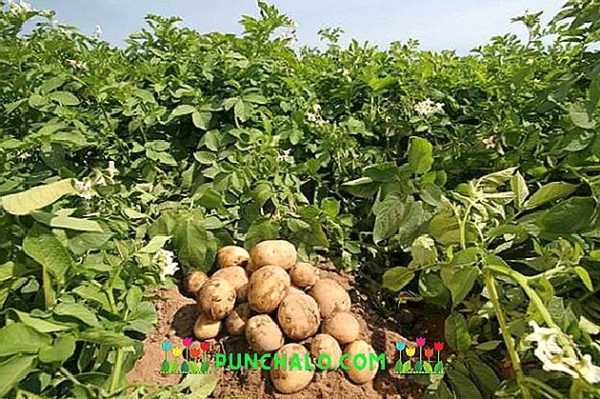 De beste variantene av poteter for Sibir -