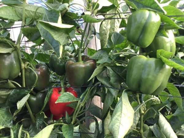 De mest produktive variantene av pepper -