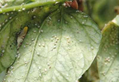 Hvitflue i et agurkdrivhus -