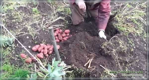 Motoblock Neva for dyrking av poteter –