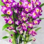 Orkideer blomsterstengel -