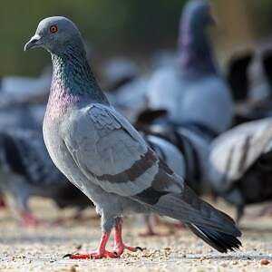 Pigeon, Kalorier, fordeler og skader, Nyttige egenskaper –