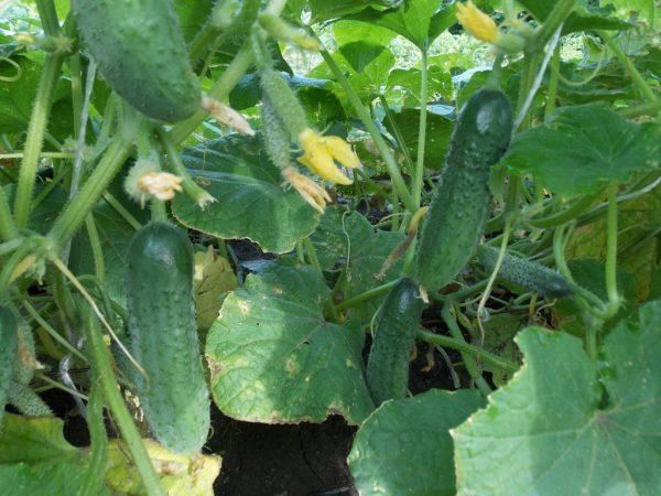 Kjennetegn på agurk baamonte –
