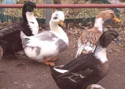 Farget Bashkir Duck –