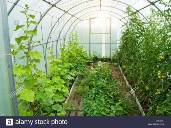 Plante agurker i et drivhus av polykarbonat -