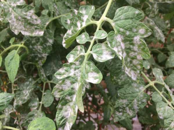 Hvorfor tomater kan ha hvite blader -