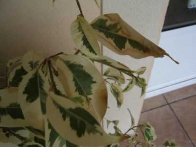 Hvorfor kaster Ficus Benjamin blader? –