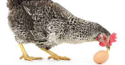 Hvorfor hakker kyllinger i egg og hvordan takler de det? -