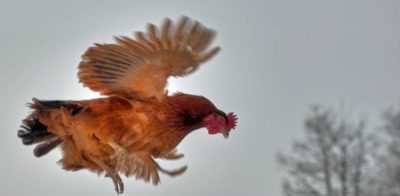 Hvorfor kan kyllinger slutte å fly? –