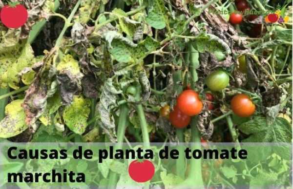 Hvorfor de svarte tomatene på busken? -
