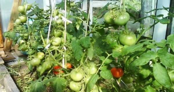 Hvorfor knekker tomater på en busk i et drivhus? -
