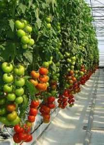 Hvorfor dannes det en nettblomst på tomater i et drivhus? -