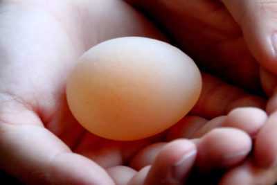 Hvorfor bærer en høne egg med skall? -