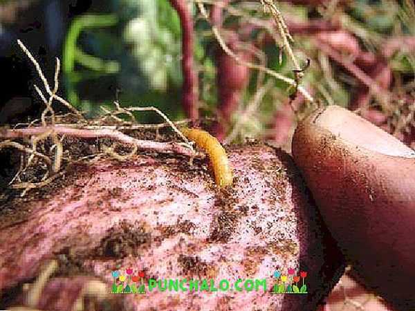 Potetbehandling før planting -