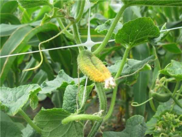 Årsaker til å slippe og gulne agurkestokkene i drivhuset -