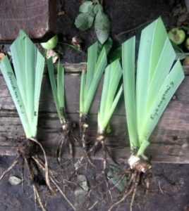 Regler for stell av iris om høsten -