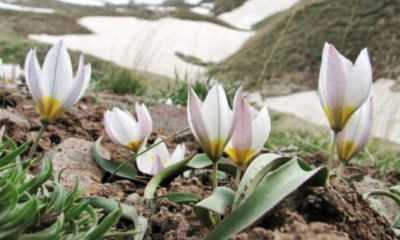Regler for å plante tulipaner om høsten i Leningrad-regionen –