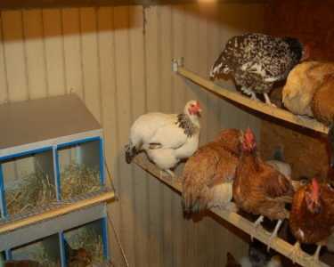 Regler for å organisere et hønsehus -