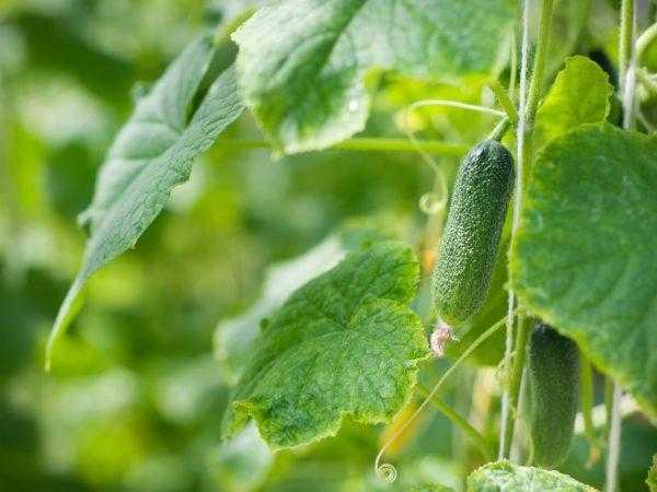 Regler for behandling av agurker fra sykdommer -