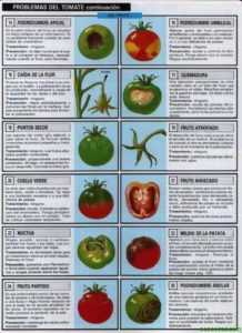 Regler for såing av tomater i åpne frø -