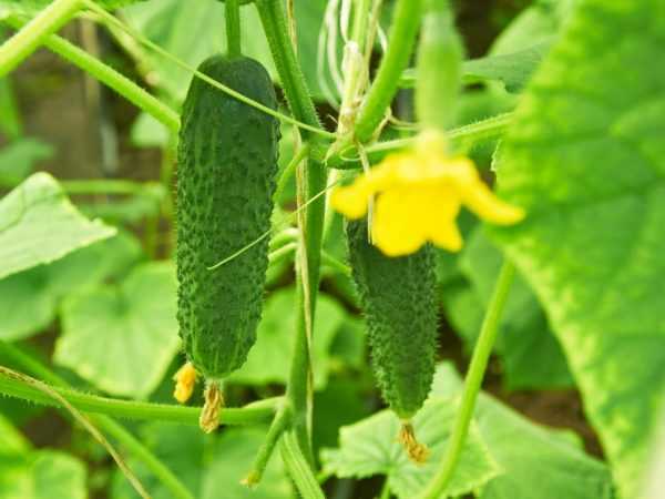 Beskrivelse agurker varianter Shchedryk f1 -