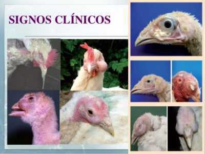 Mykoplasmose symptomer hos kyllinger og behandling. -