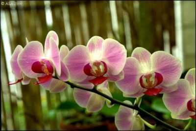 Om orkideer i ekvatoriale skoger -