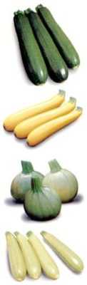 Variasjon av zucchini -