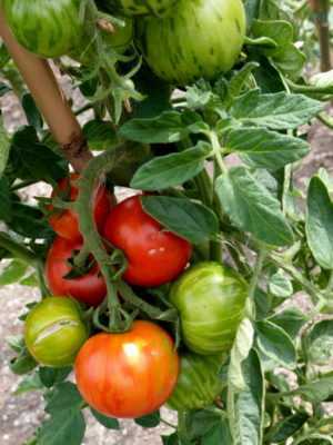 Karakteristiske varianter av Torquay-tomater -