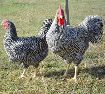 Varianter av store kyllingraser. -
