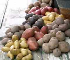 Populære varianter av poteter for Moskva-regionen –